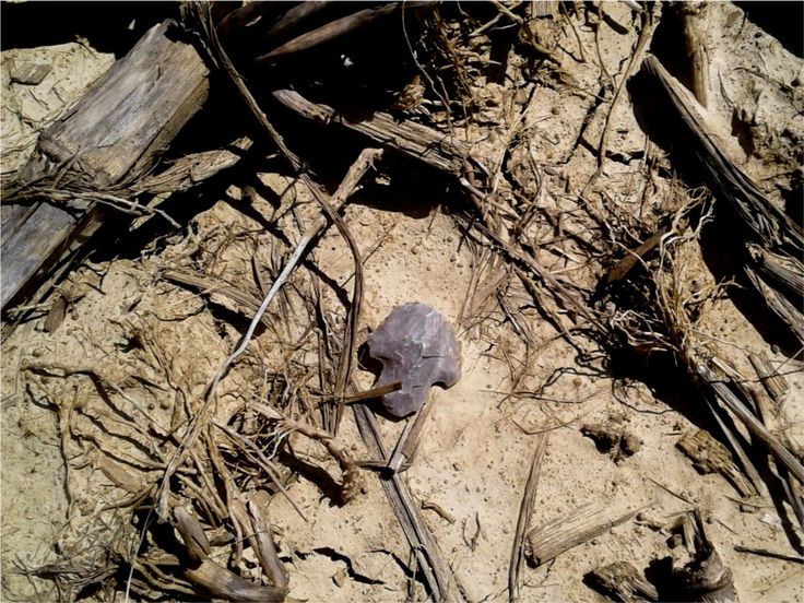 a rock in the middle of some dirt and sticks with vines growing on top of it