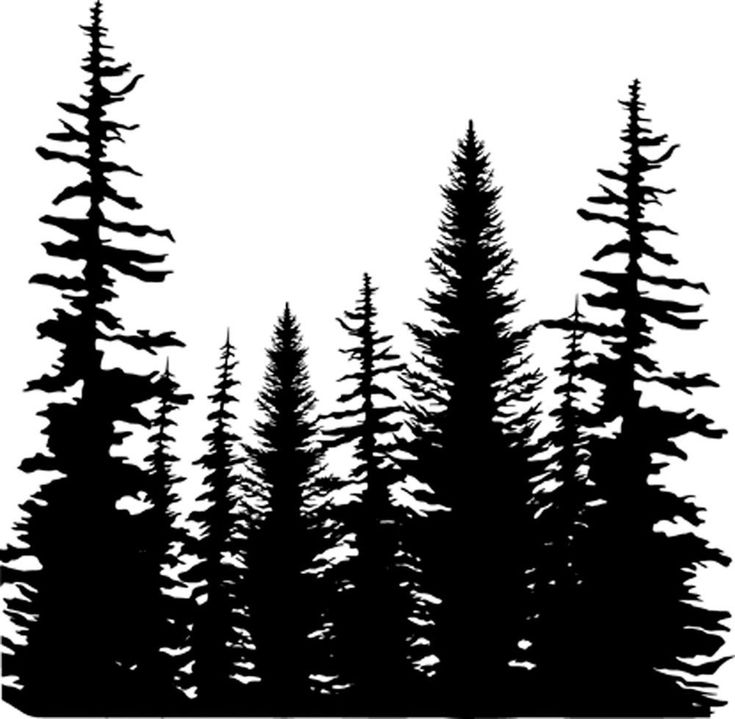 black and white photograph of pine trees against a gray sky with the words,'what do you see? '