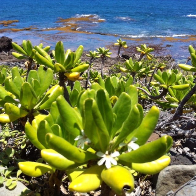 some green plants and rocks by the water