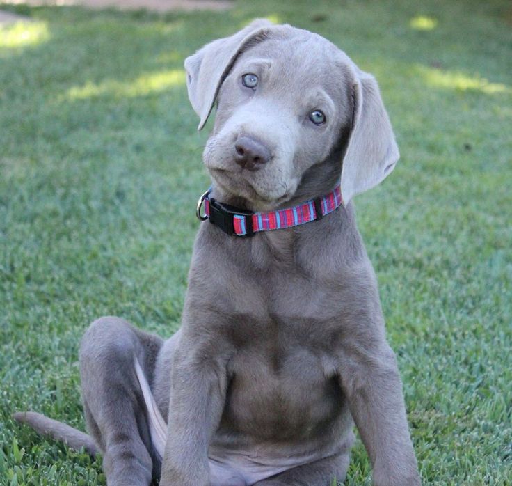 a gray dog sitting on top of a lush green field