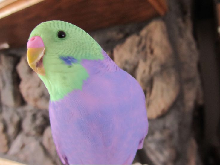 a green and purple parakeet sitting on top of a wooden perch next to a stone wall