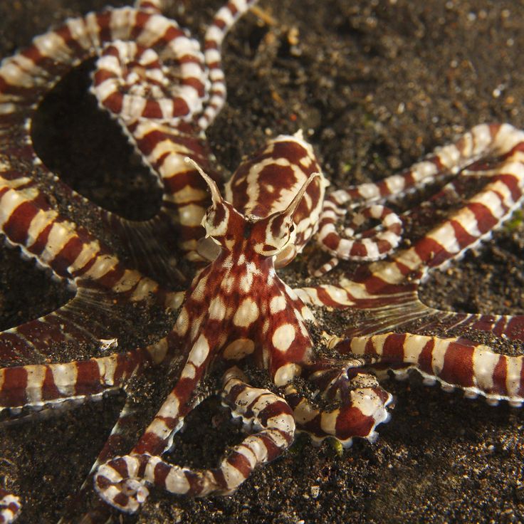 an orange and white octopus sitting on the ground