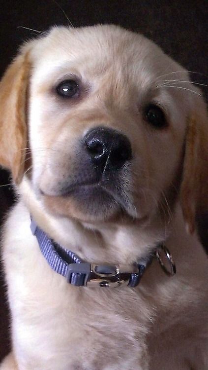 a close up of a dog wearing a blue collar