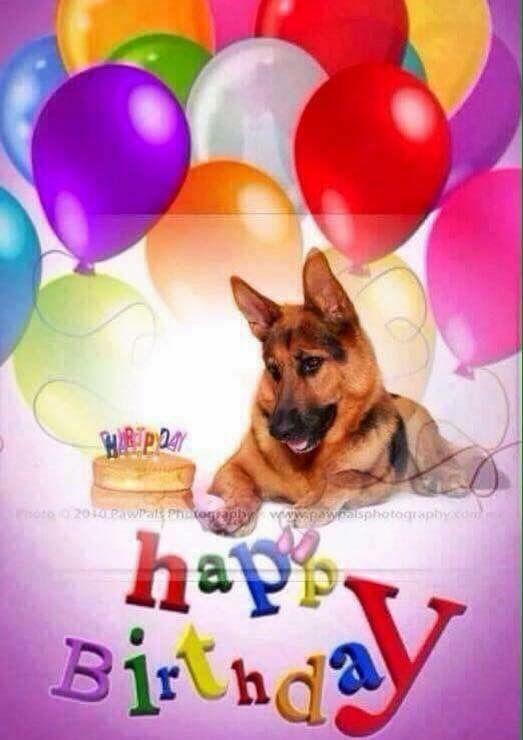 a german shepherd dog is sitting in front of balloons and a cake with the words happy birthday