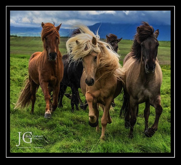 four horses running in a field with mountains in the background and clouds in the sky