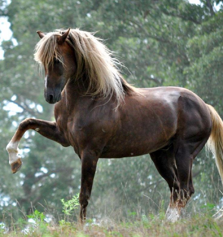 a brown horse standing on top of a lush green field next to trees and grass