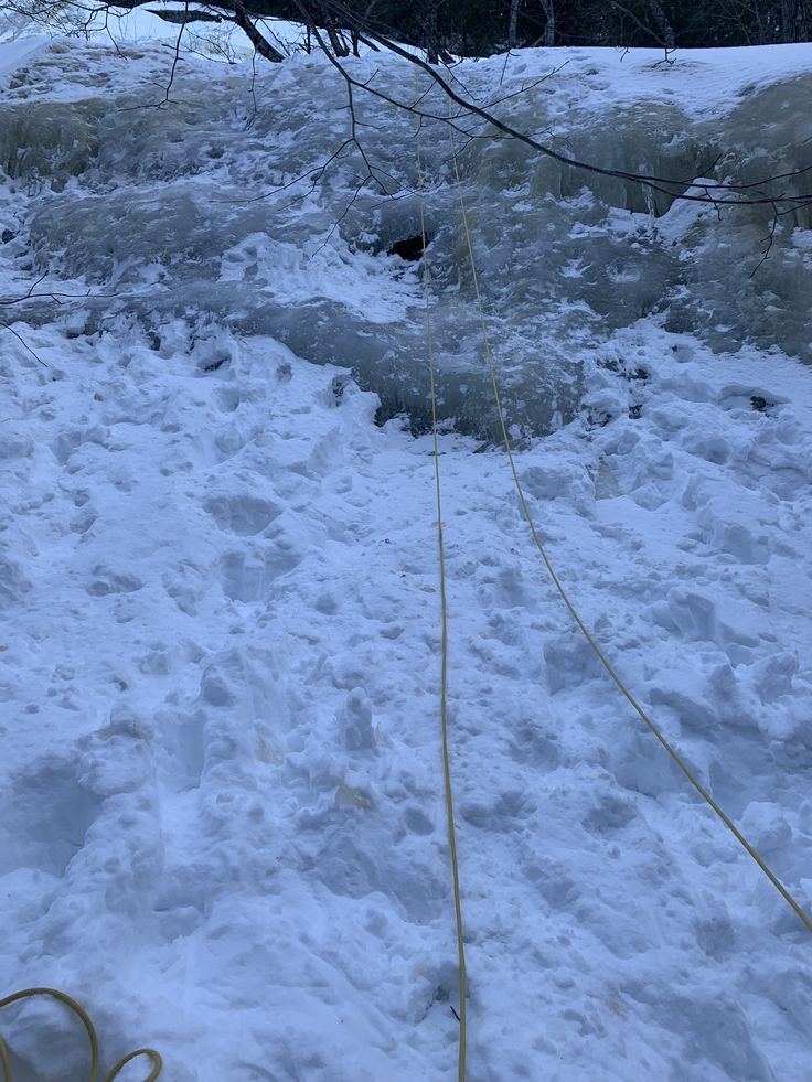 an animal is standing in the snow near some trees