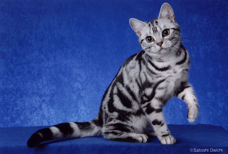 a black and white cat sitting on top of a blue surface with its paw in the air