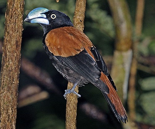 a colorful bird perched on top of a tree branch