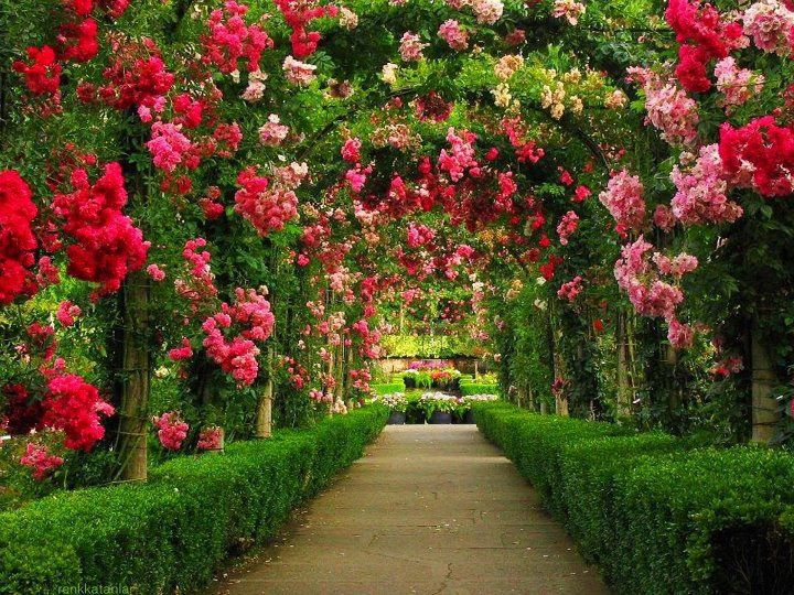 a pathway lined with pink and white flowers