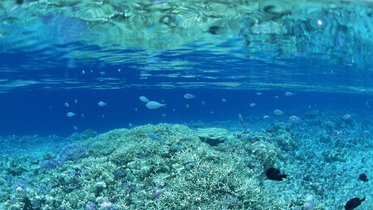 an underwater view of corals and fish in the ocean