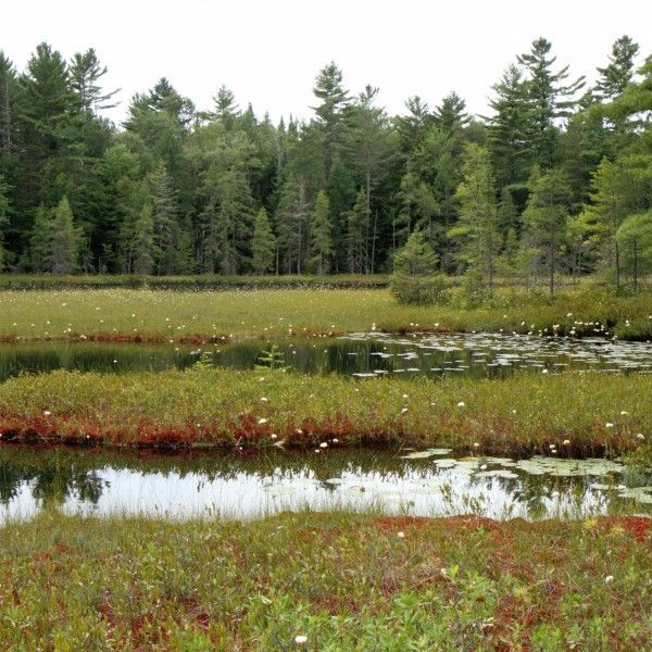 a swampy area with lots of water plants and trees in the background