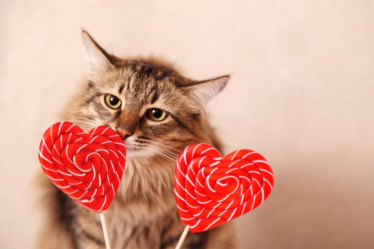 a cat is holding two lollipops in it's mouth and looking at the camera