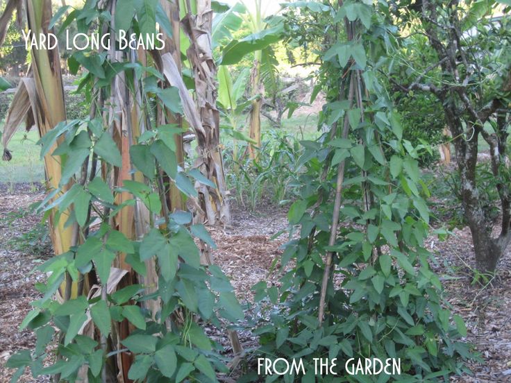 two tall trees with green leaves growing in the ground next to some dirt and grass