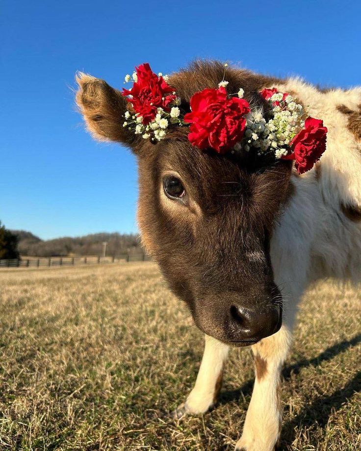 a brown and white cow with red flowers on its head