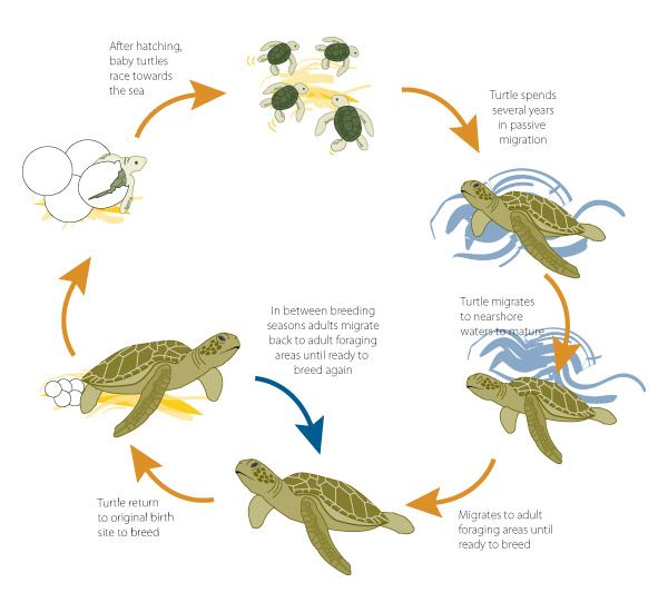 the life cycle of a turtle with different stages and stages to hatch them in it