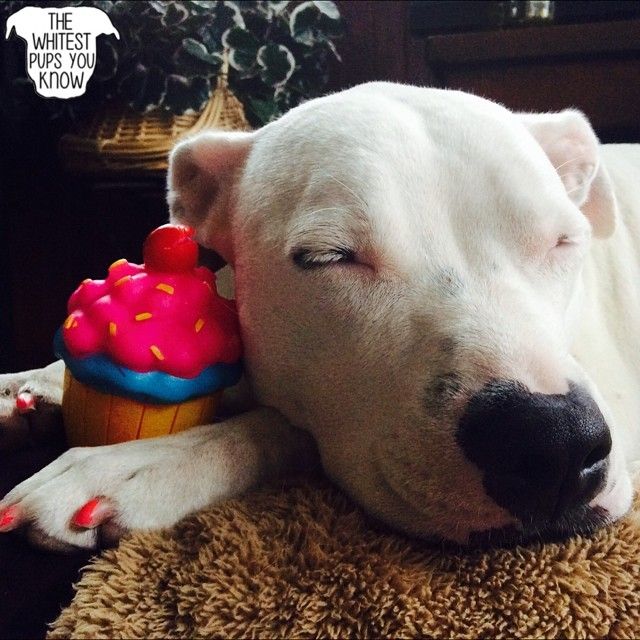 a white dog laying on top of a rug next to a cupcake