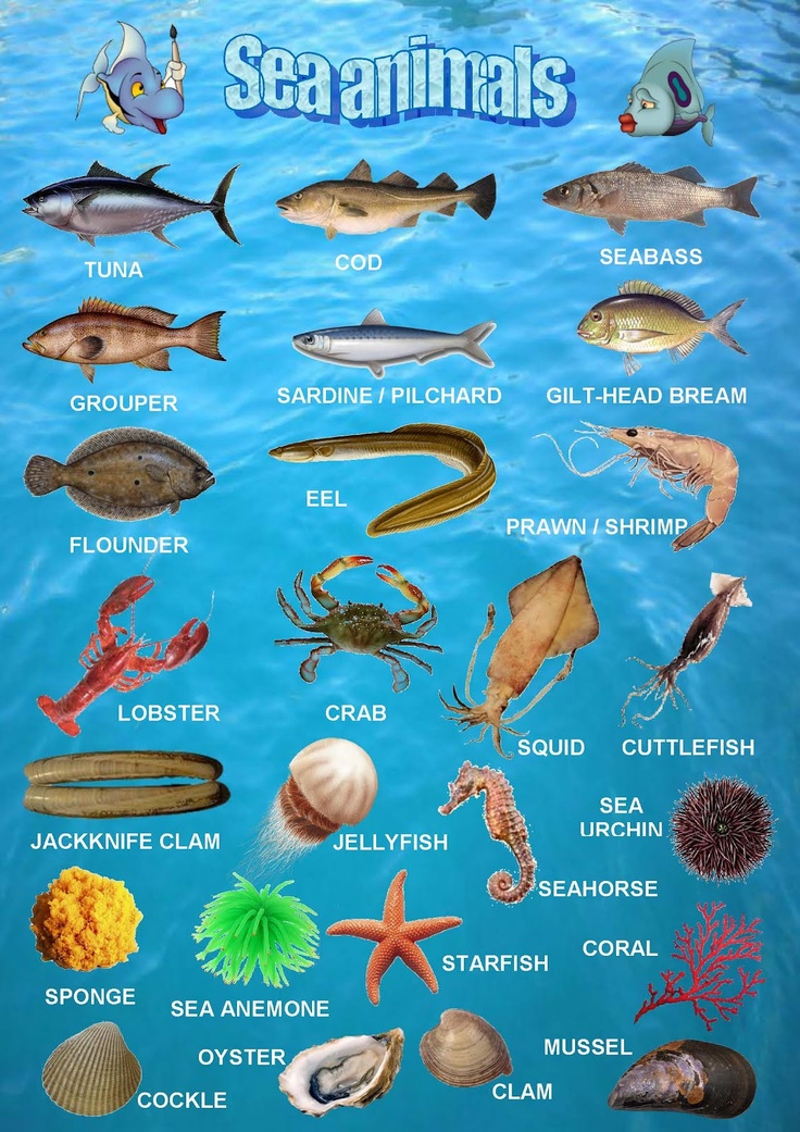 an image of sea animals that are in the ocean with their names and pictures on them