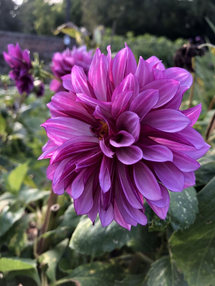 a large purple flower sitting on top of a lush green field