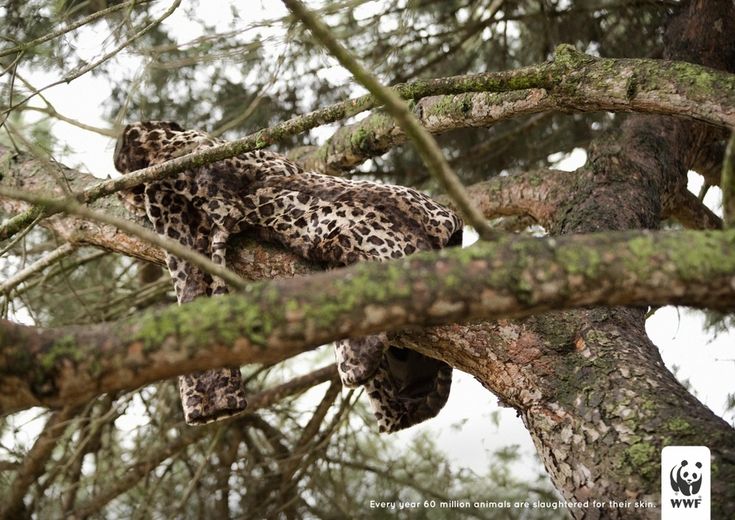 two leopards are in the branches of a tree