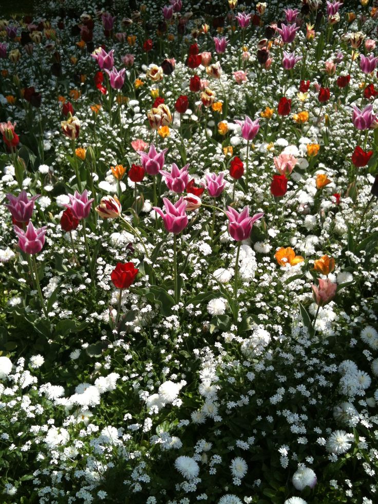 many different colored flowers in a field with white and red ones on the top one