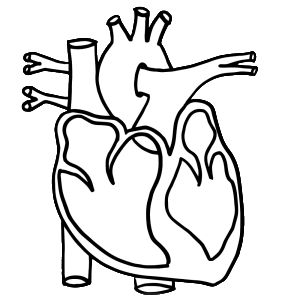 Human Heart Clipart | Heart anatomy, Human heart drawing, Heart ...