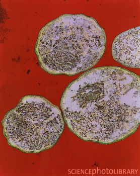 four pieces of food sitting on top of a red countertop with dirt all over it