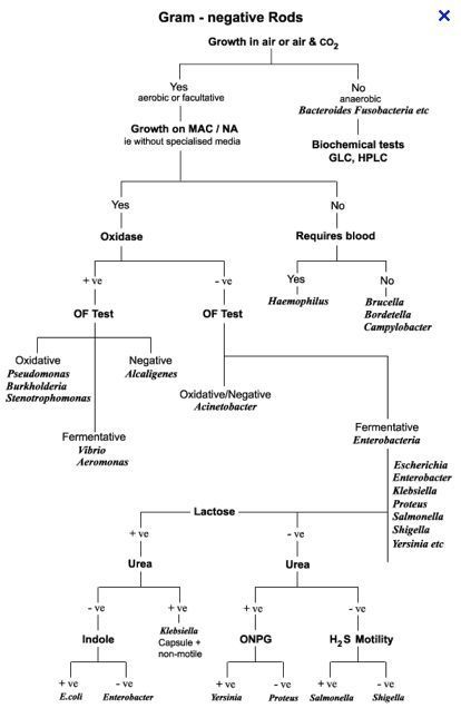 the flow diagram for gramm - negative rods and their associated structures, including glyc