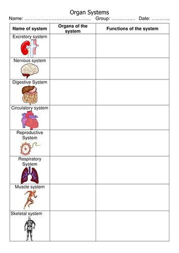 Human Organ Systems Worksheet