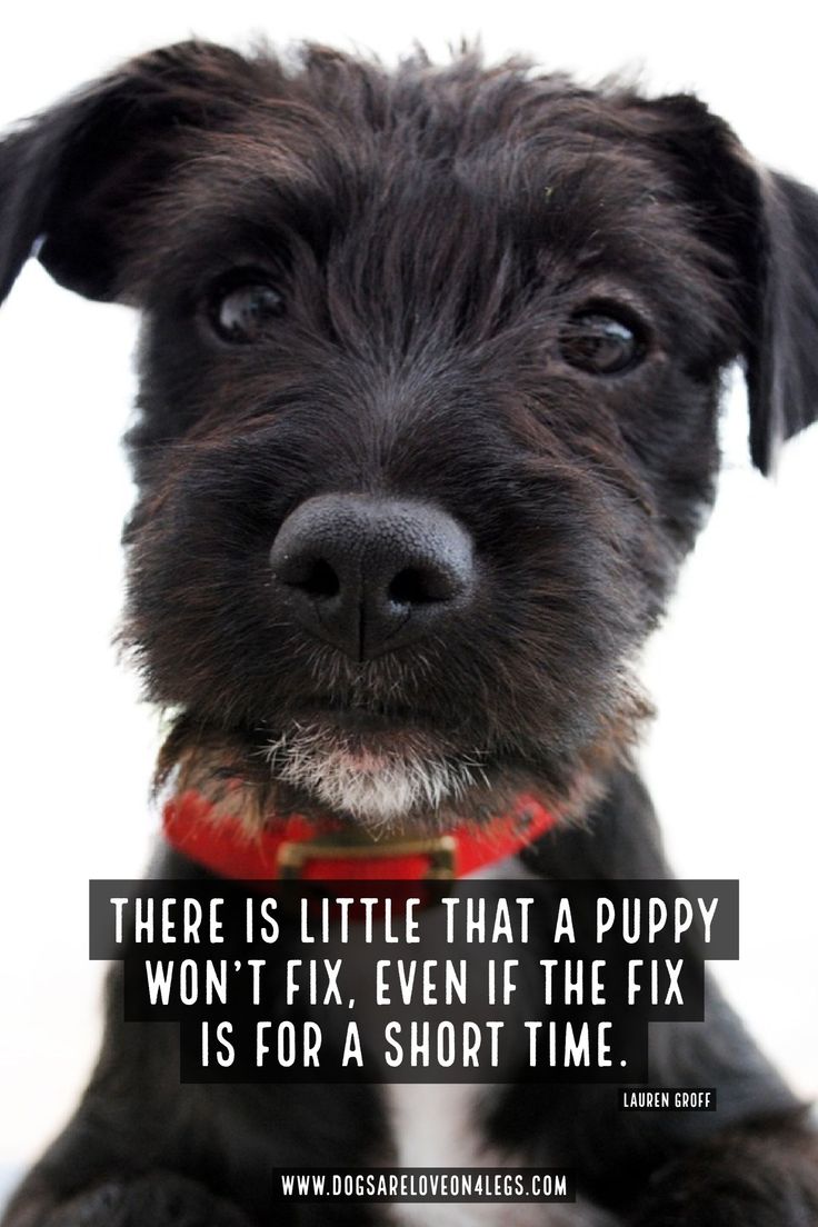 a black dog is looking at the camera with a funny quote on it's face