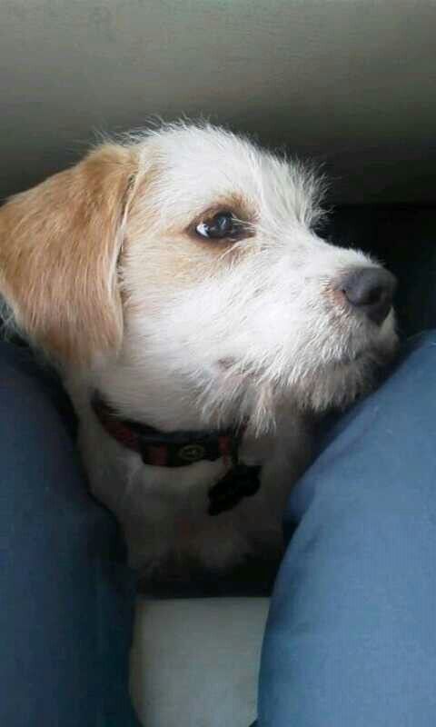 a small white and brown dog sitting in the back seat of a car looking up