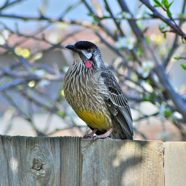 a bird sitting on top of a wooden fence