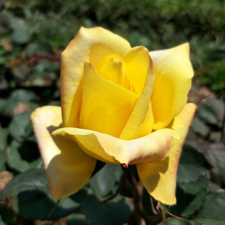 a yellow rose is blooming in the garden