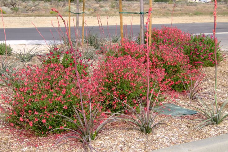 some red flowers are in the middle of a desert area with rocks and gravel on the ground