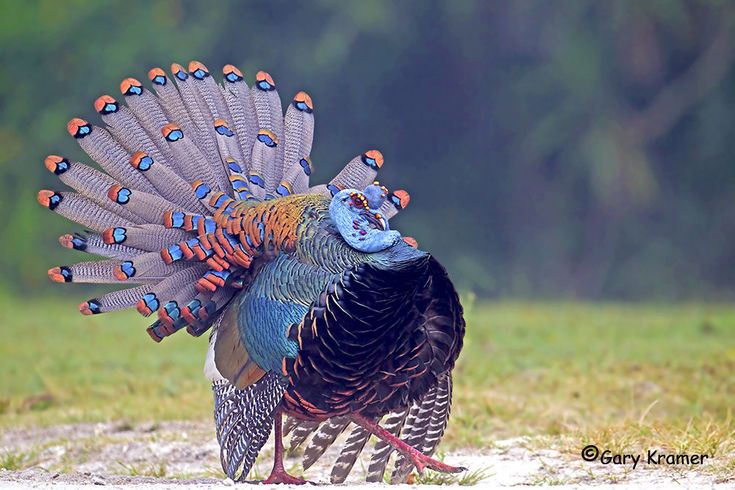 a colorful bird standing on top of a grass covered field