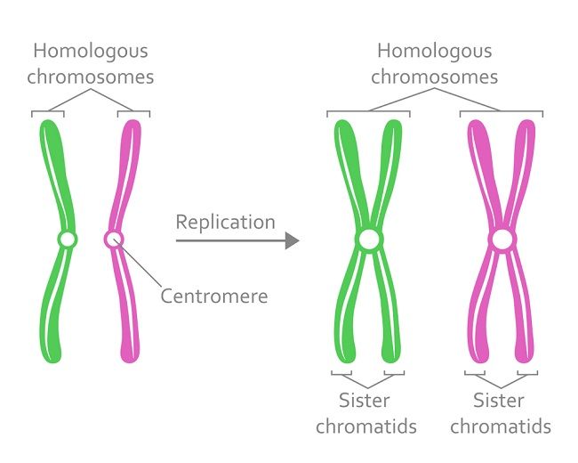 the diagram shows different types of utensils used to treat for germs