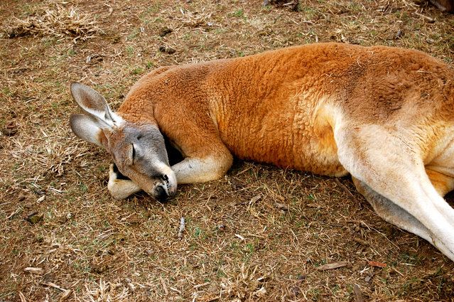 a kangaroo laying on the ground with it's eyes closed