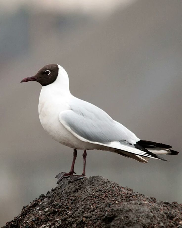 a white and brown bird standing on top of a rock