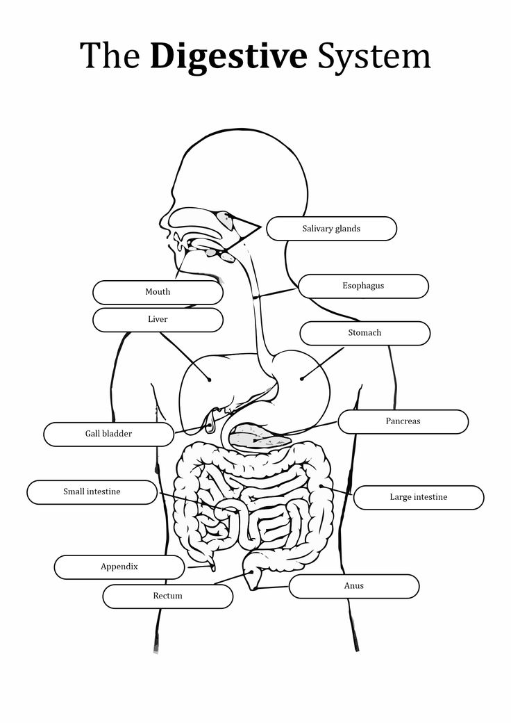 11 Unlabeled Digestive System Diagram Worksheet | Human digestive ...