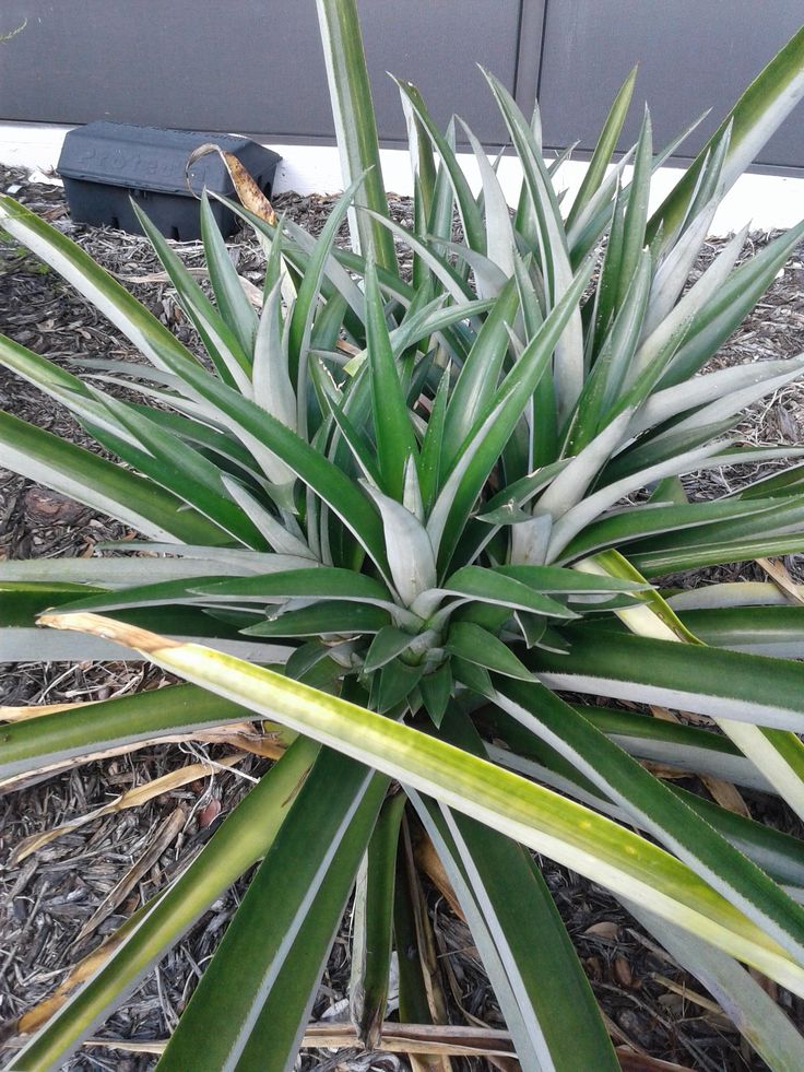 an aloena plant in front of a house