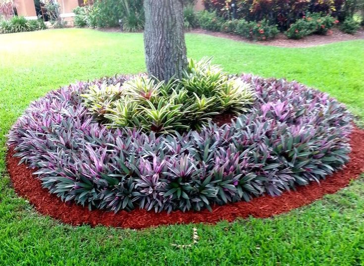 a purple plant is growing in the middle of a red flowered circle on green grass