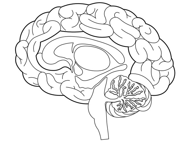 Brain Structures Coloring Page | Brain images, Brain drawing, Human ...