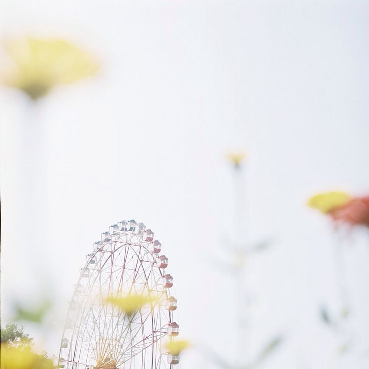 a ferris wheel surrounded by yellow flowers in the foreground and a white sky background