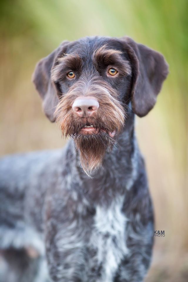 a brown and black dog standing in front of grass