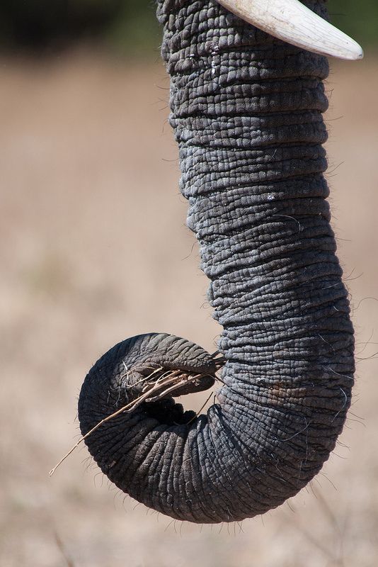 an elephant with it's trunk in the air and its tusks curled up