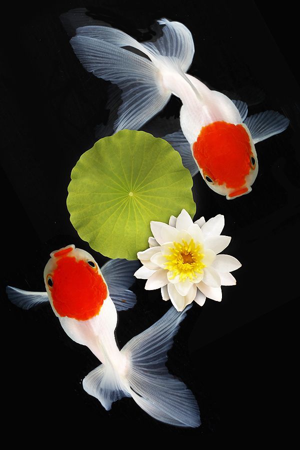 two white and red koi fish swimming next to a green lily pad with a yellow flower