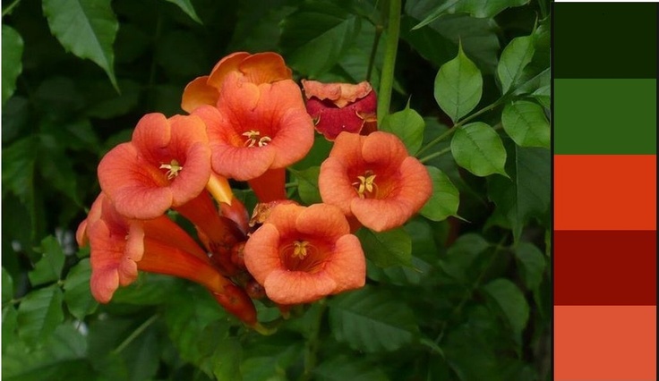 three orange flowers with green leaves in the background and a red color scheme on the bottom right corner