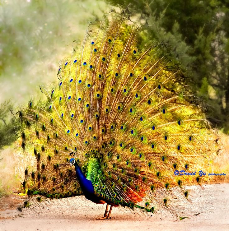 a peacock with its feathers spread out