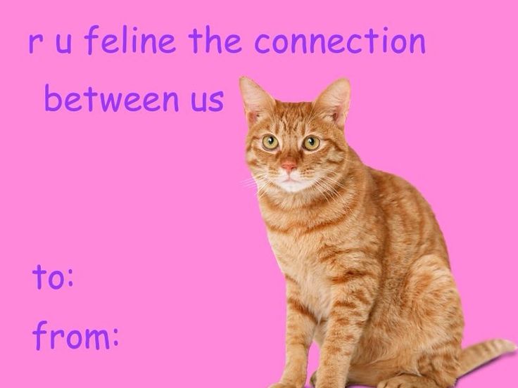 an orange cat sitting on top of a pink background with the words r u feline the connection between us to from