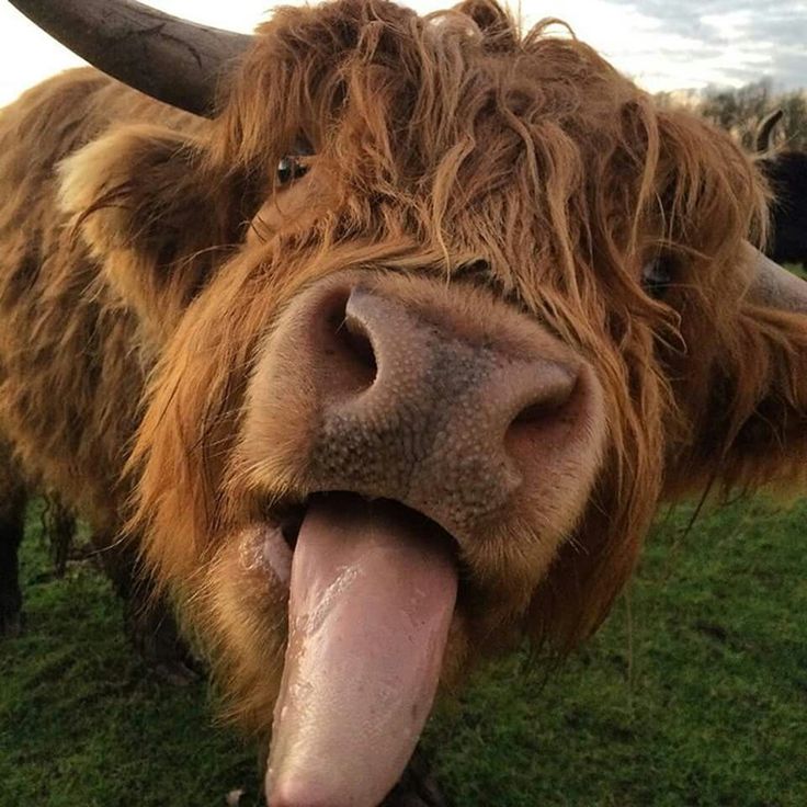 a yak sticking its tongue out in the grass